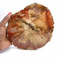 Majunga fossil träskiva - naturligt dekorativt föremål