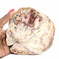 Förstenat trä från Madagaskar - Polerat avdelning för samlare