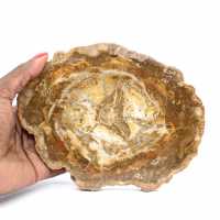 Liten bit förstenad trä - Äkthet från Madagaskar