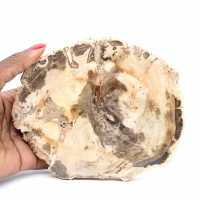 Majunga förstenat trä - Naturstenssektion