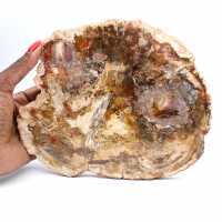 Stor skiva förstenad trä - Majunga-samlingen