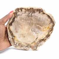 Skiva av förstenat malagasiskt trä - Mineralestetik