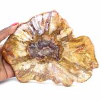 Polerad sektion av fossilt trä - Mineral från Majunga