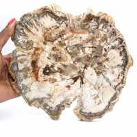 Stor skiva förstenad trä från Madagaskar - Exceptionellt stycke