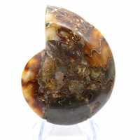 Ammonit från Madagaskar med polerad och opolerad yta Ammonit från Madagaskar med polerad och opolerad yta