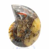 Polerad ammonitfossil: Estetik och vetenskap Polerad ammonitfossil: Estetik och vetenskap