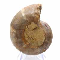 Ammonitprov: Madagaskarspiralen