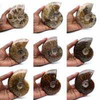 Polerad fossiliserad ammonit