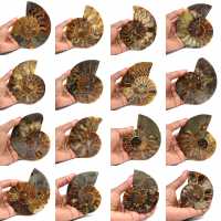 Polerad fossiliserad ammonit