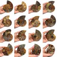 Polerad fossiliserad ammonit