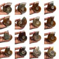 Hel polerad ammonit från Madagaskar Hel polerad ammonit från Madagaskar