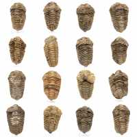 Trilobite fossil Marocko