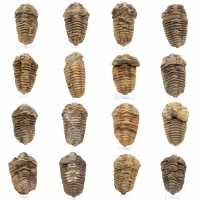 Trilobite fossil Marocko