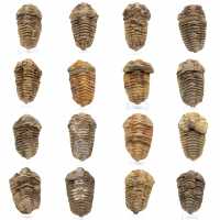Trilobite fossil Marocko