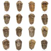 Trilobite fossil Marocko