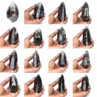 Orthoceras fossil från Marocko