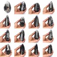 Orthoceras fossil från Marocko