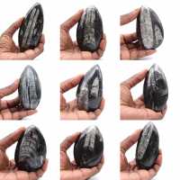 Marockanska Orthoceras