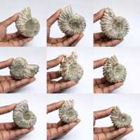 Ammoniter Douvilleiceras inaequinodum
