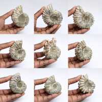 Ammoniter Douvilleiceras inaequinodum