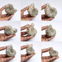 Ammoniter Douvilleiceras inaequinodum