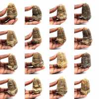 Fossil trilobit
