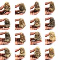 Fossil trilobit