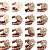 Fossil tand av Otodus Fossil tand av Otodus