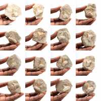 Fossil tand av Otodus