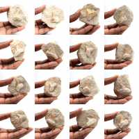 Fossil tand av Otodus