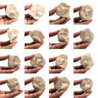 Fossil tand av Otodus