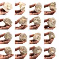 Fossil tand av Otodus