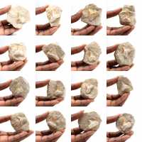 Fossil tand av Otodus