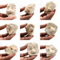 Fossil tand av Otodus från Marocko Fossil tand av Otodus från Marocko