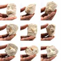 Fossil tand av Otodus från Marocko Fossil tand av Otodus från Marocko