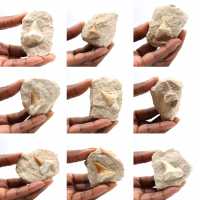 Fossil tand av Otodus från Marocko
