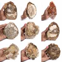 Polerad förstenad träskiva, liten fossilprydnad, Madagaskar Polerad förstenad träskiva, liten fossilprydnad, Madagaskar