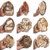 Polerad förstenad träskiva, liten fossilprydnad, Madagaskar Polerad förstenad träskiva, liten fossilprydnad, Madagaskar