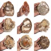 Polerad förstenad träskiva, liten fossilprydnad, Madagaskar