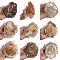 Polerad förstenad träskiva, liten fossilprydnad, Madagaskar Polerad förstenad träskiva, liten fossilprydnad, Madagaskar