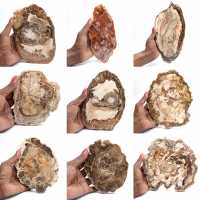 Polerad förstenad träskiva, liten fossilprydnad, Madagaskar