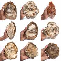 Polerad förstenad träskiva, liten fossilprydnad, Madagaskar