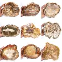 Stor skiva förstenad trä - Majunga-samlingen