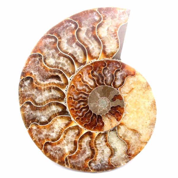 Dubbelsågat och polerat ammonitfossil