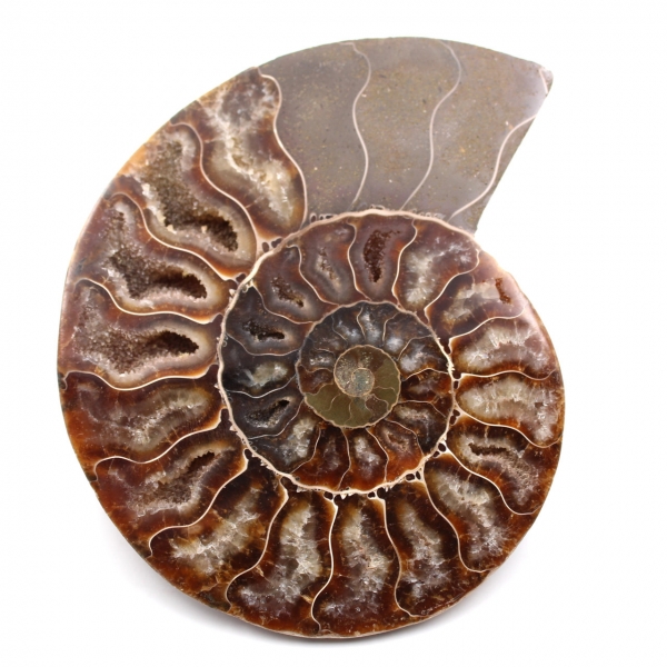 Sågad och polerad ammonitfossil