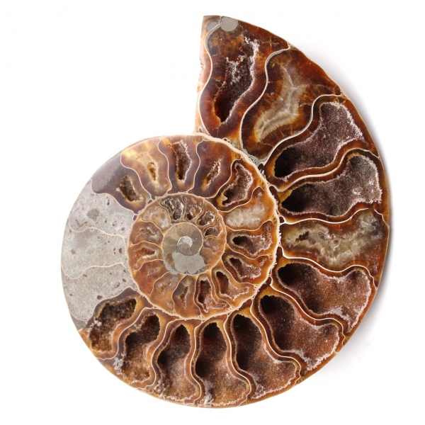 Dubbelsågat och polerat ammonitfossil