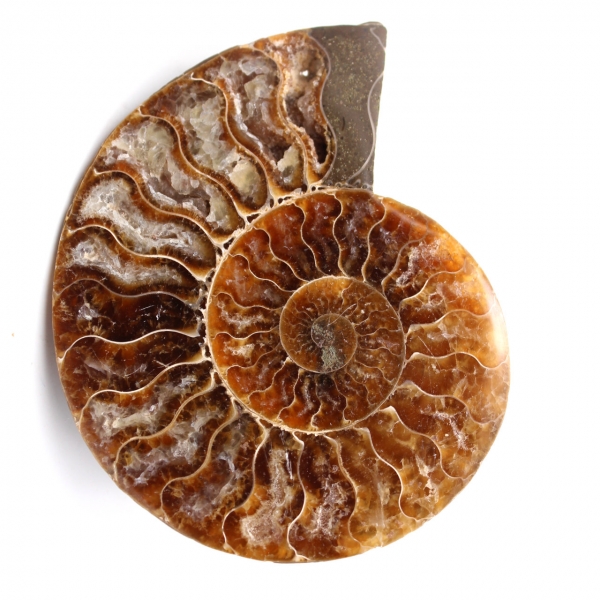 Polerat och sågat ammonitfossil