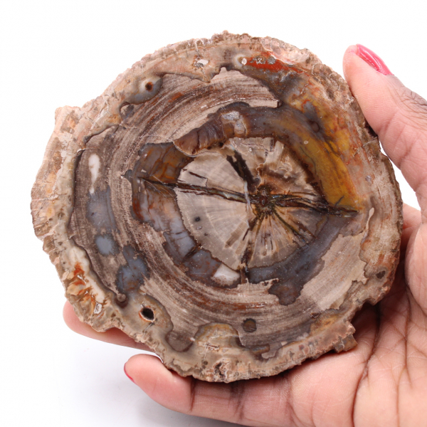 Förstenad fossil träskiva