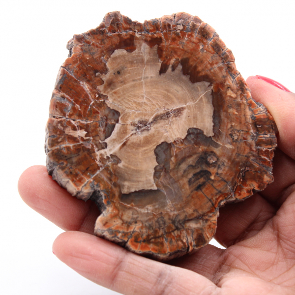 Förstenad fossil träskiva