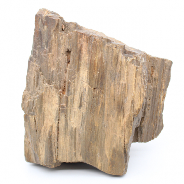 Arizona fossilt träblock